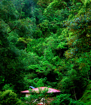 image of green trees