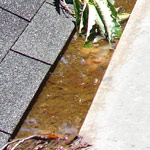 Image: Water and Leaf Clogged Gutters