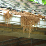 Image: Home with Clogged Gutters